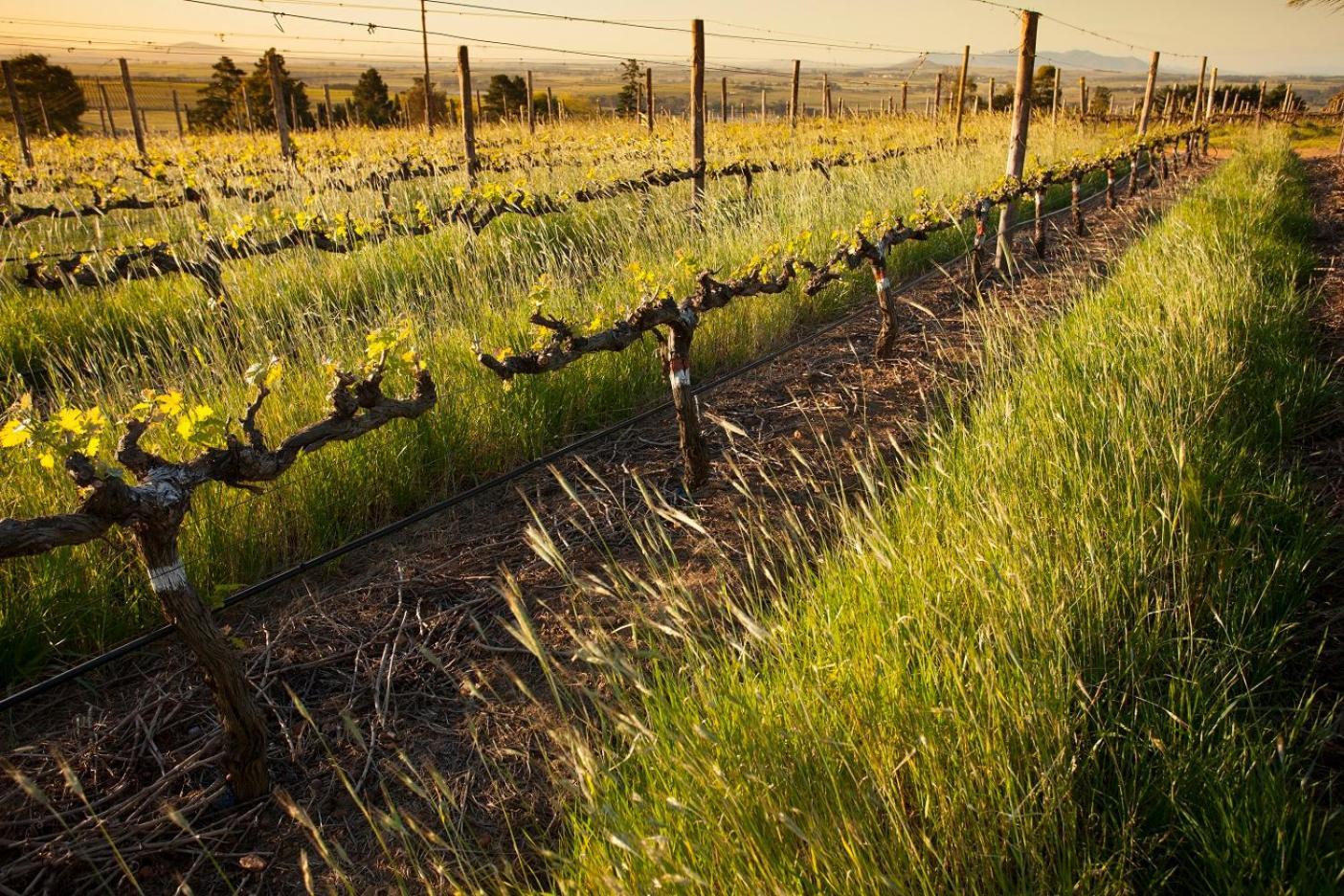 Domaine Coutelier Lejlighed Stellenbosch Eksteriør billede