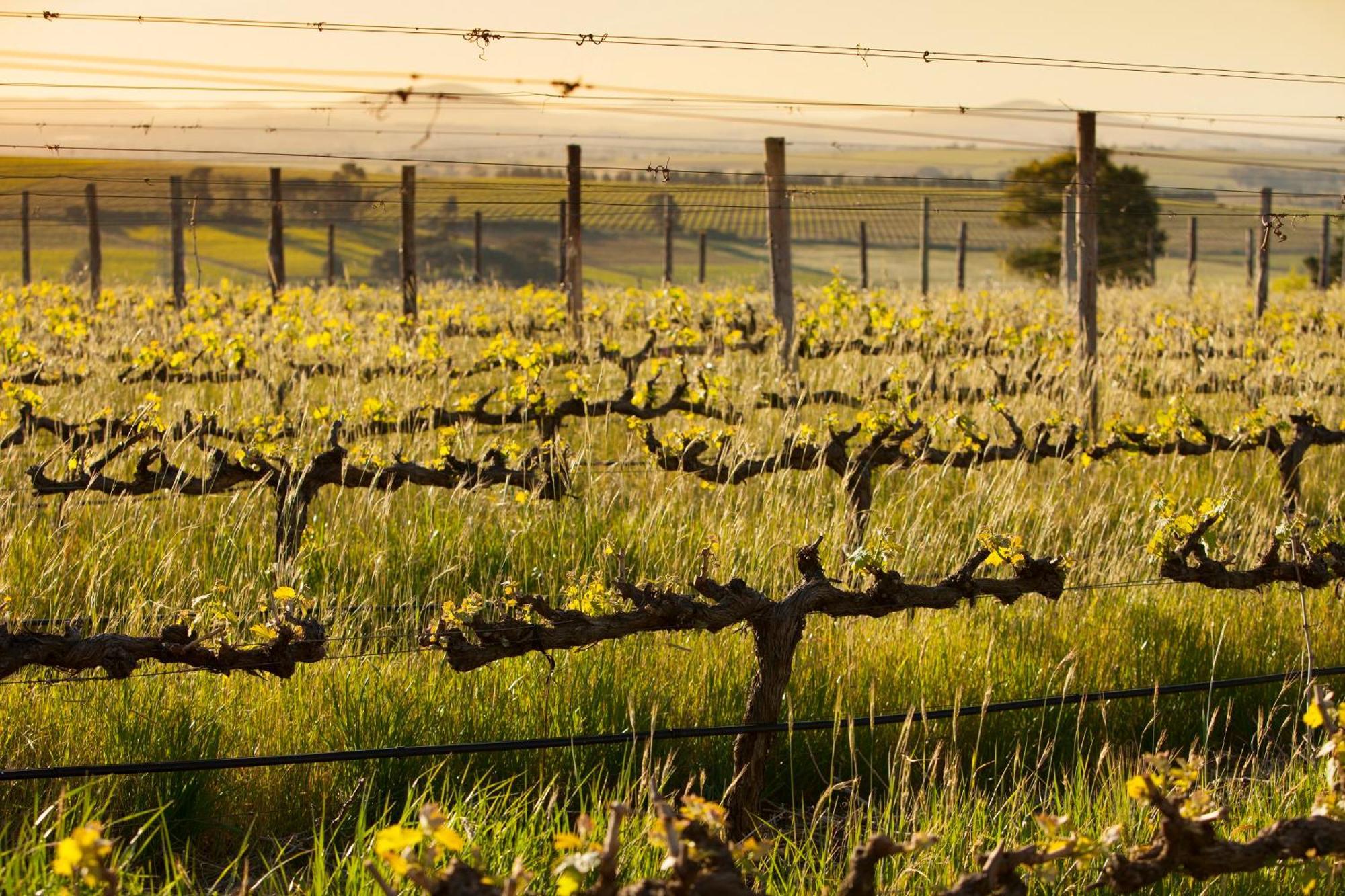 Domaine Coutelier Lejlighed Stellenbosch Eksteriør billede