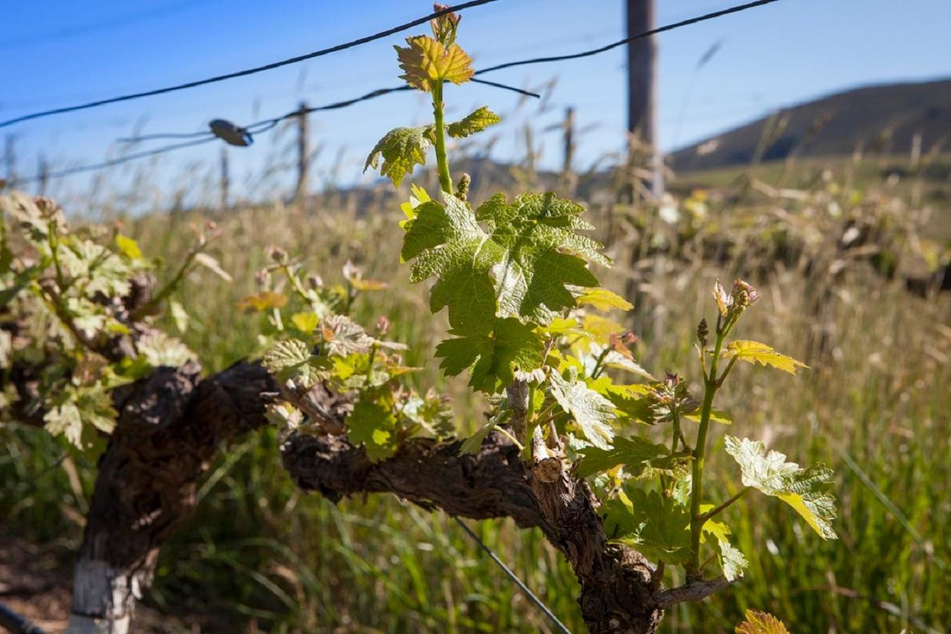 Domaine Coutelier Lejlighed Stellenbosch Eksteriør billede
