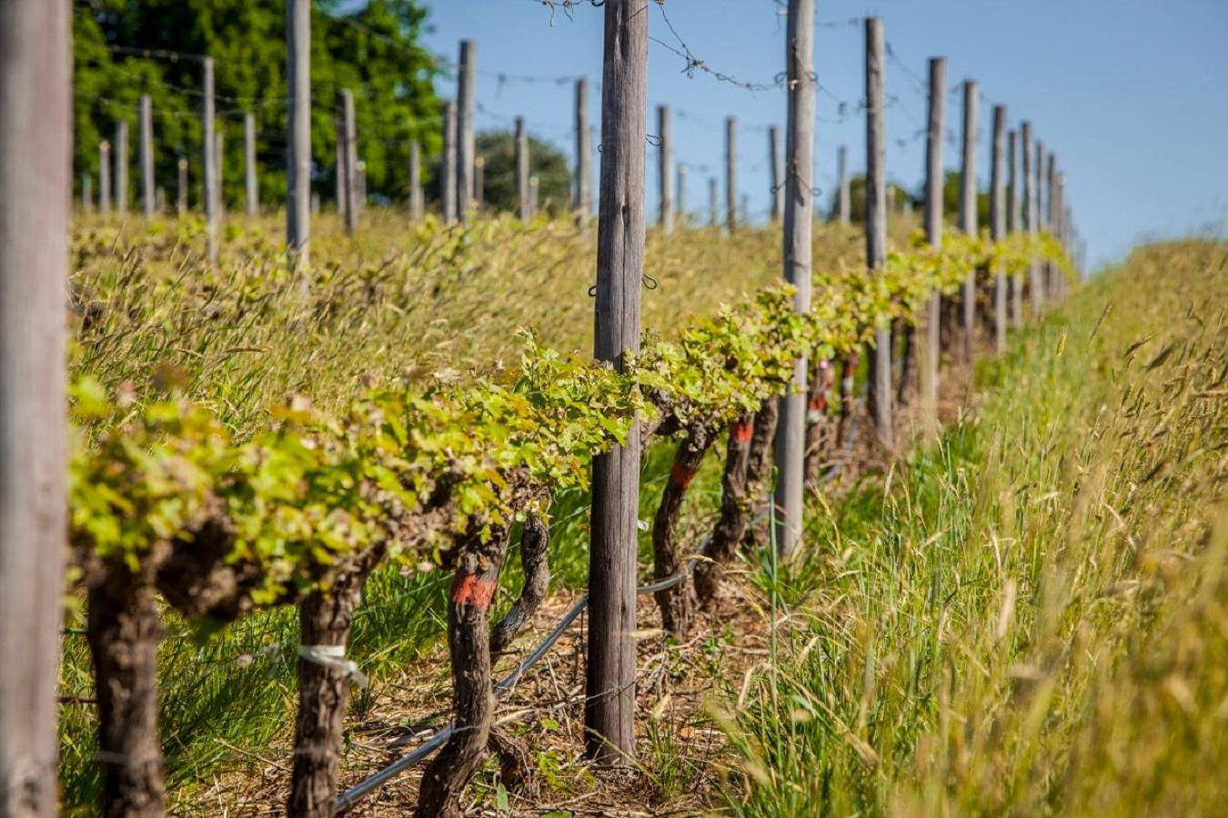 Domaine Coutelier Lejlighed Stellenbosch Eksteriør billede