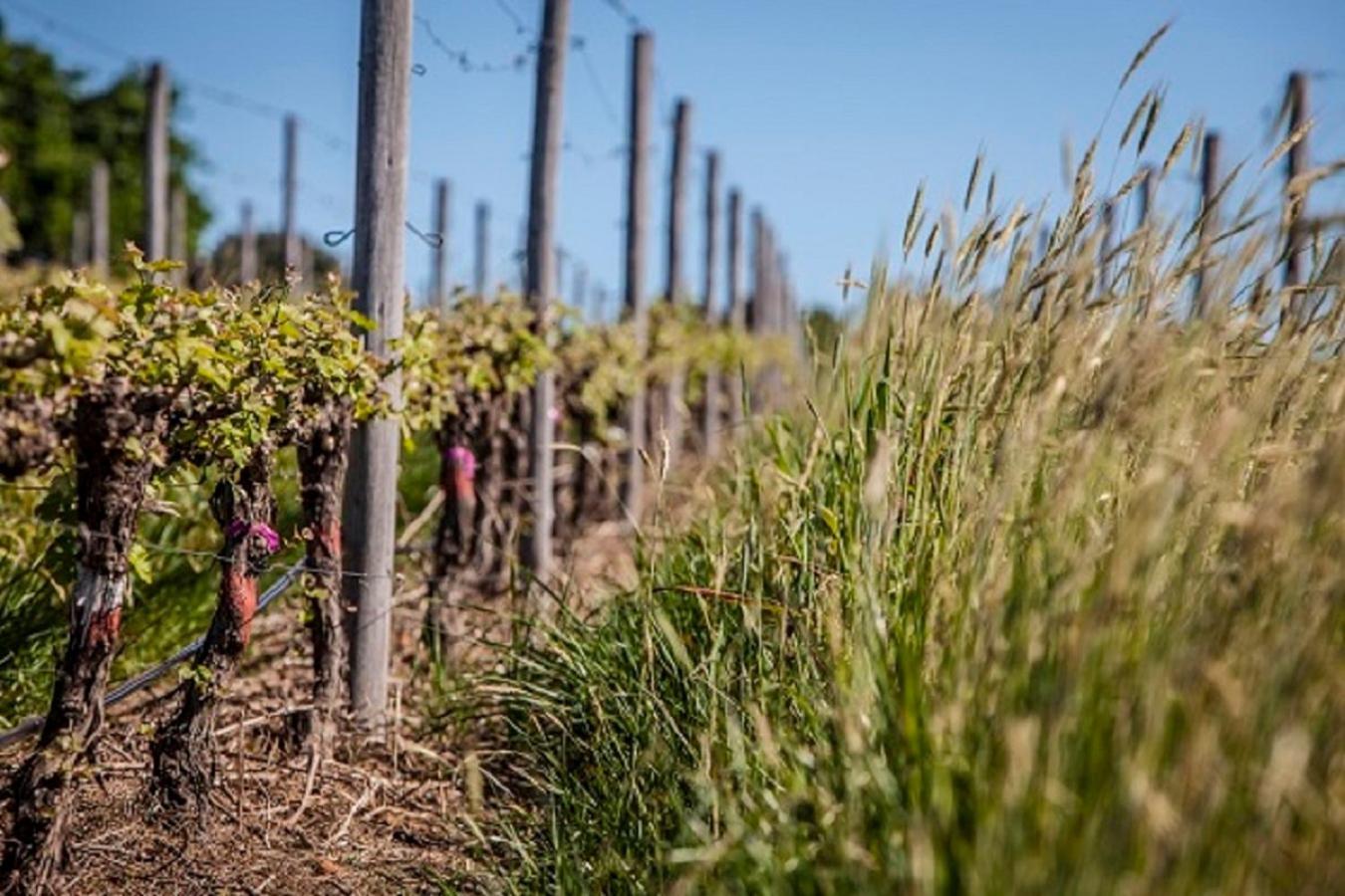 Domaine Coutelier Lejlighed Stellenbosch Eksteriør billede