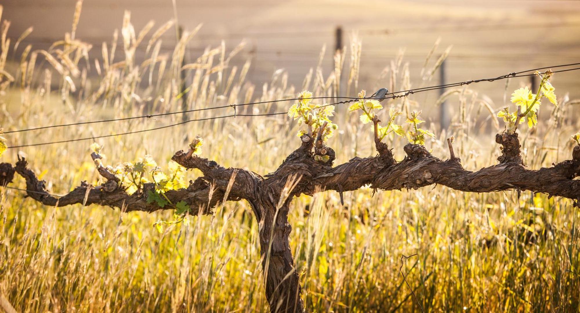 Domaine Coutelier Lejlighed Stellenbosch Eksteriør billede
